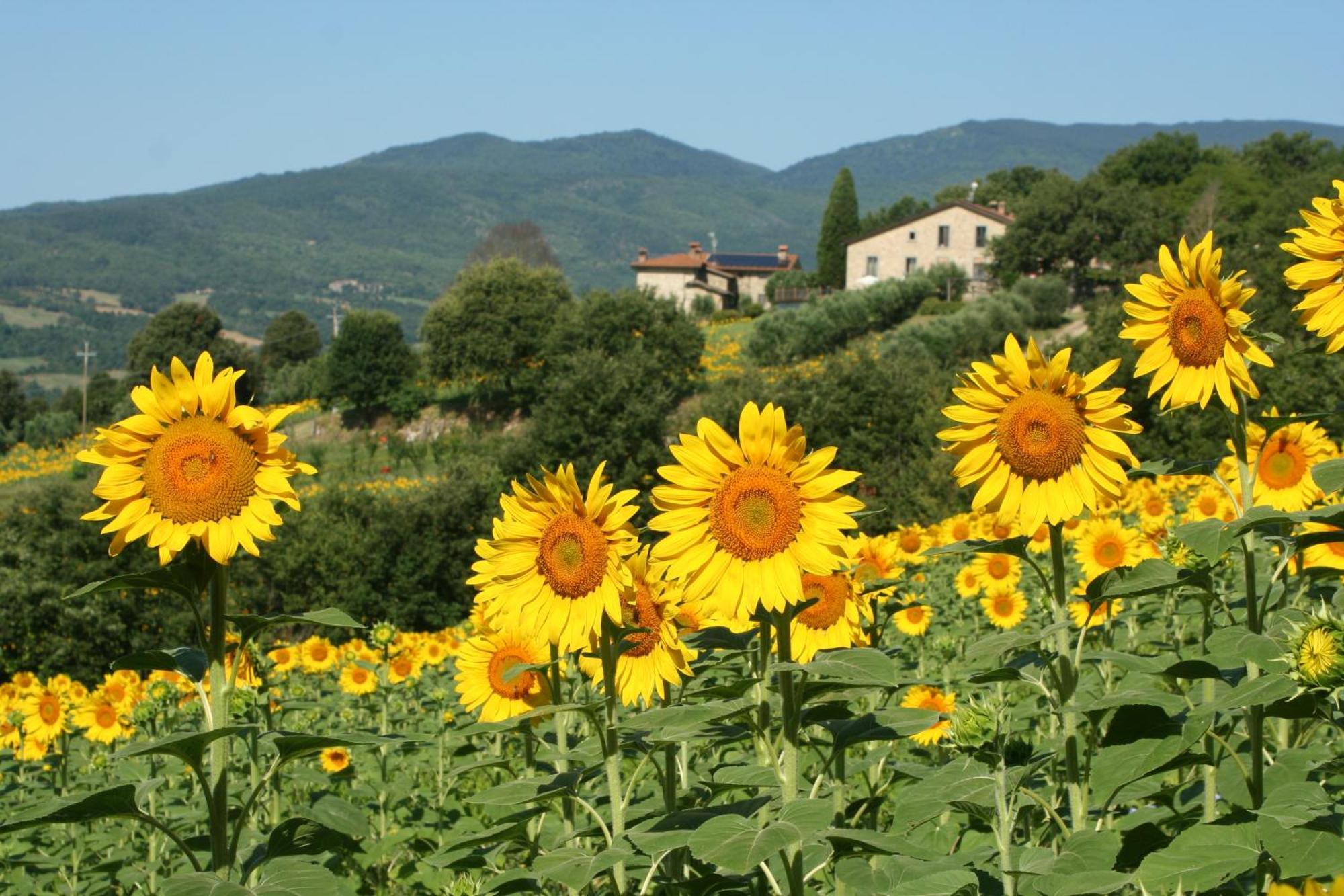 Agriturismo Le Ceregne Bio 피에베산토스테파노 외부 사진